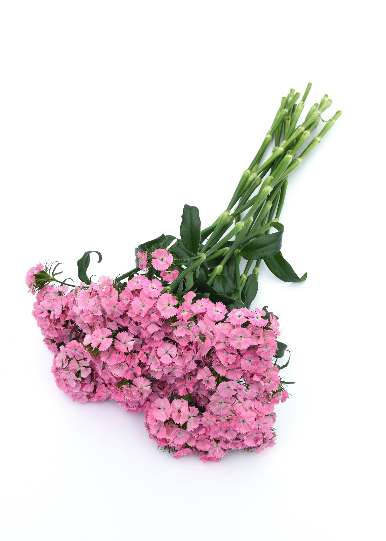 CF Dianthus Sweet Pink