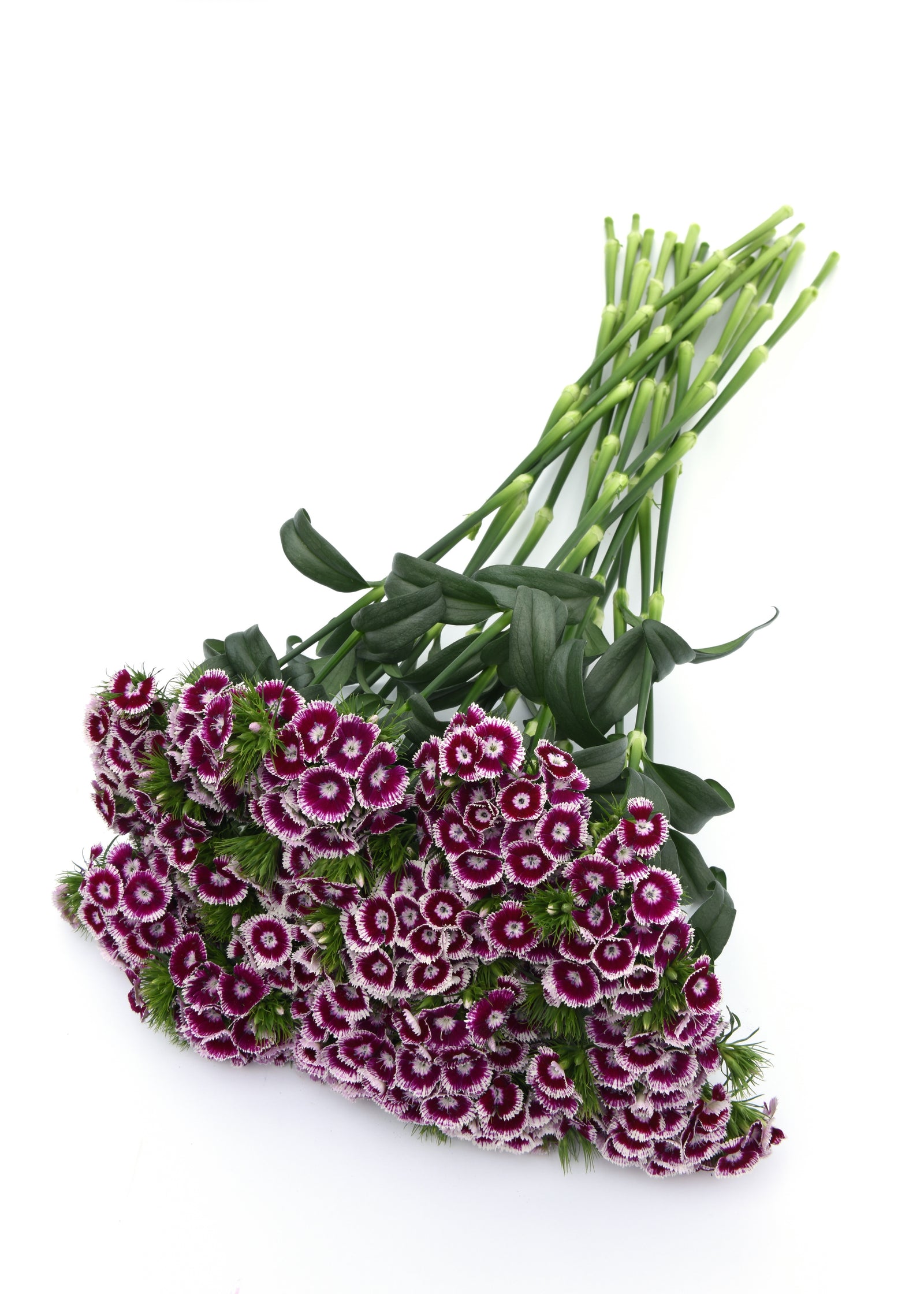 CF Dianthus Sweet Purple - White Bicolour