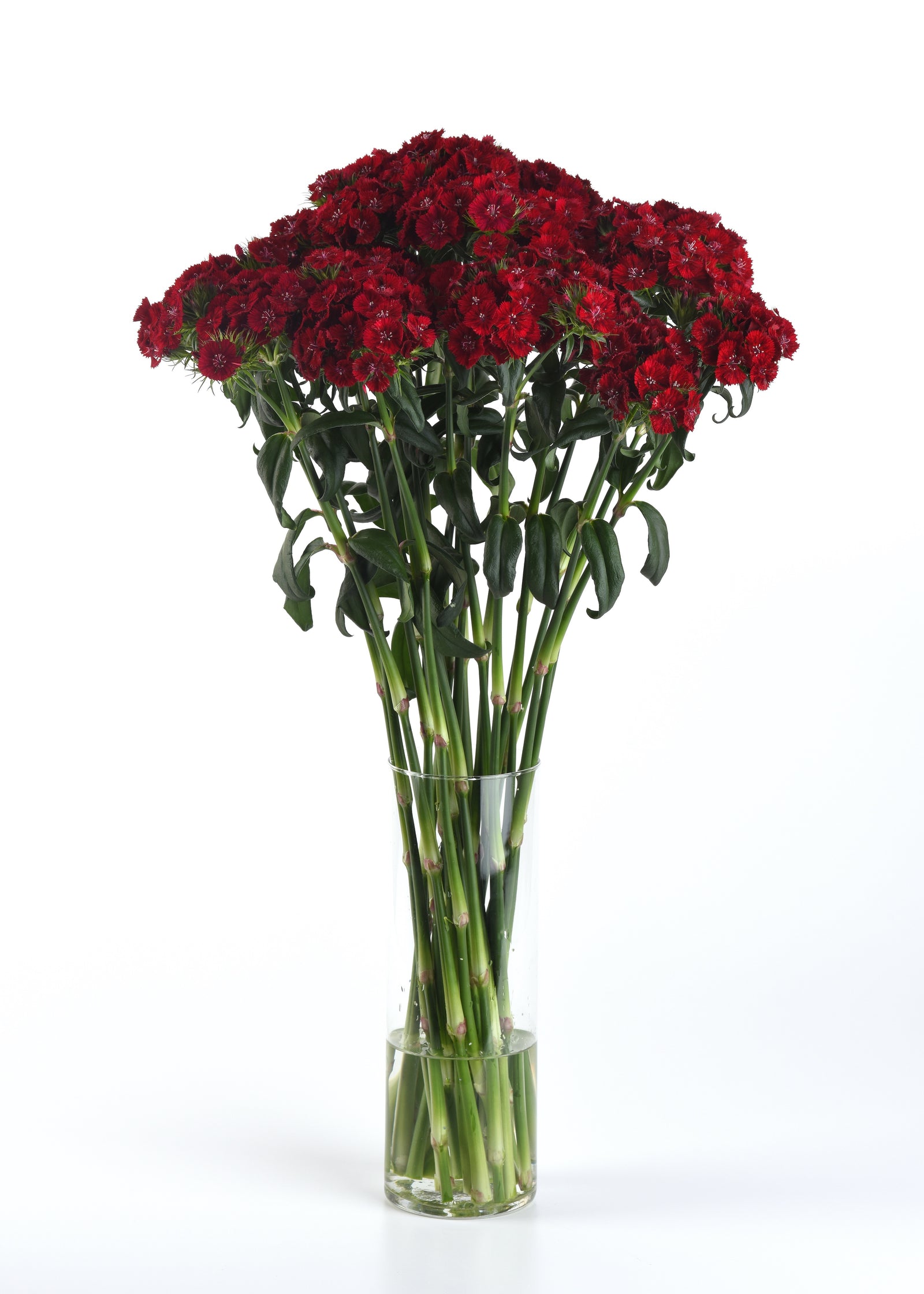 CF Dianthus Sweet Red