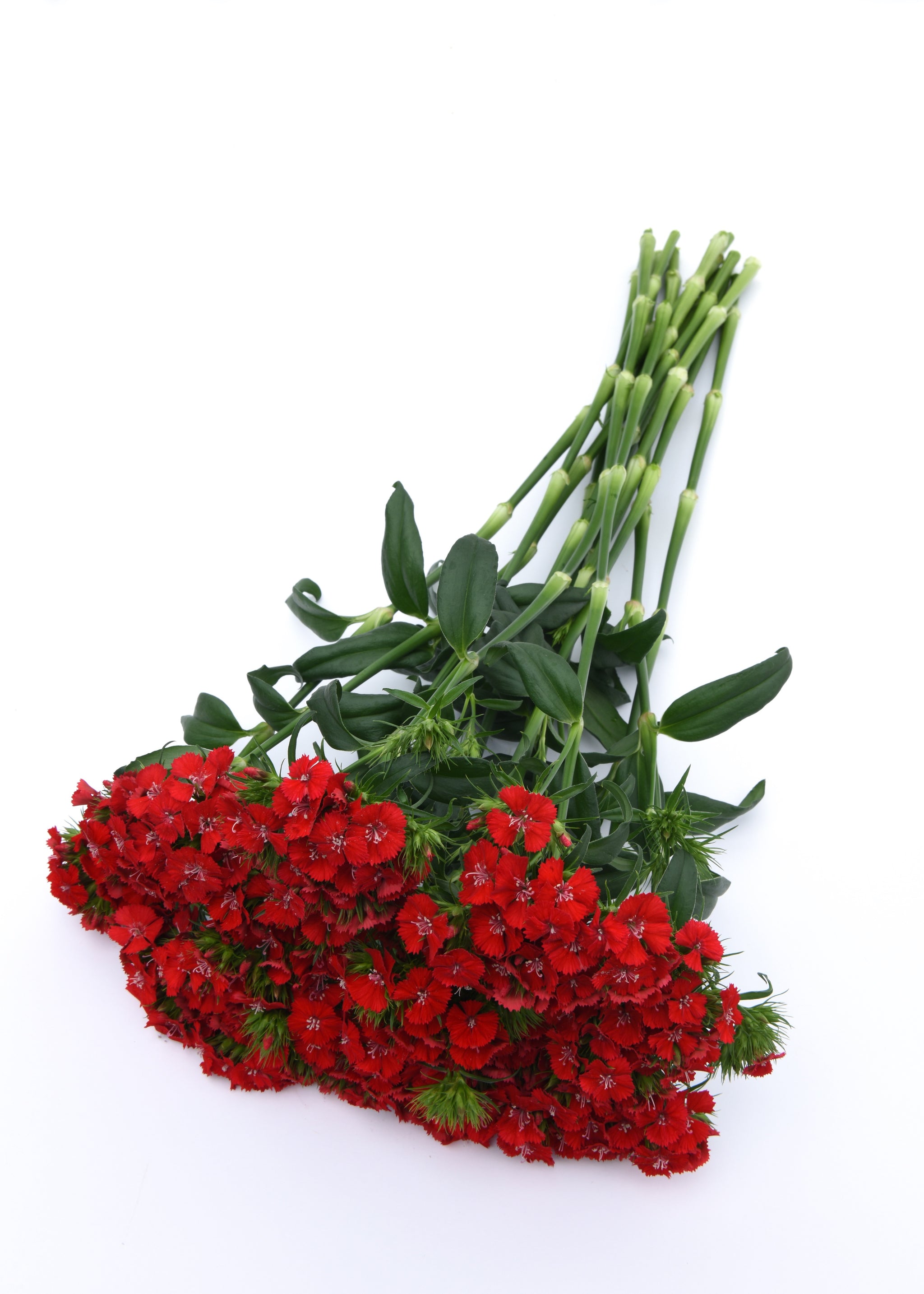 CF Dianthus Sweet Scarlet