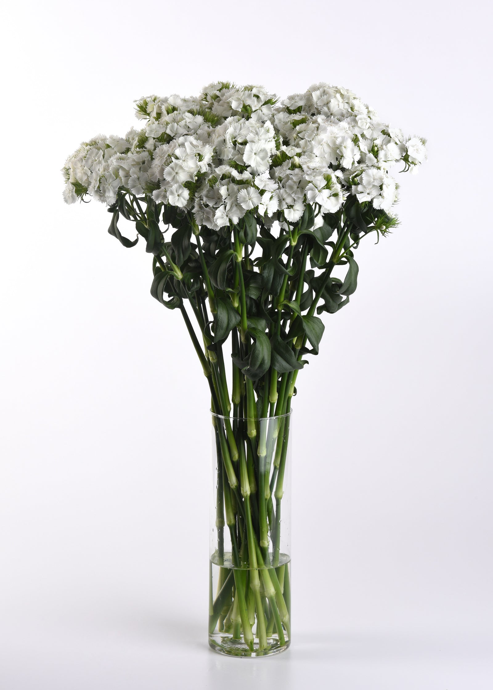 CF Dianthus Sweet White Improved