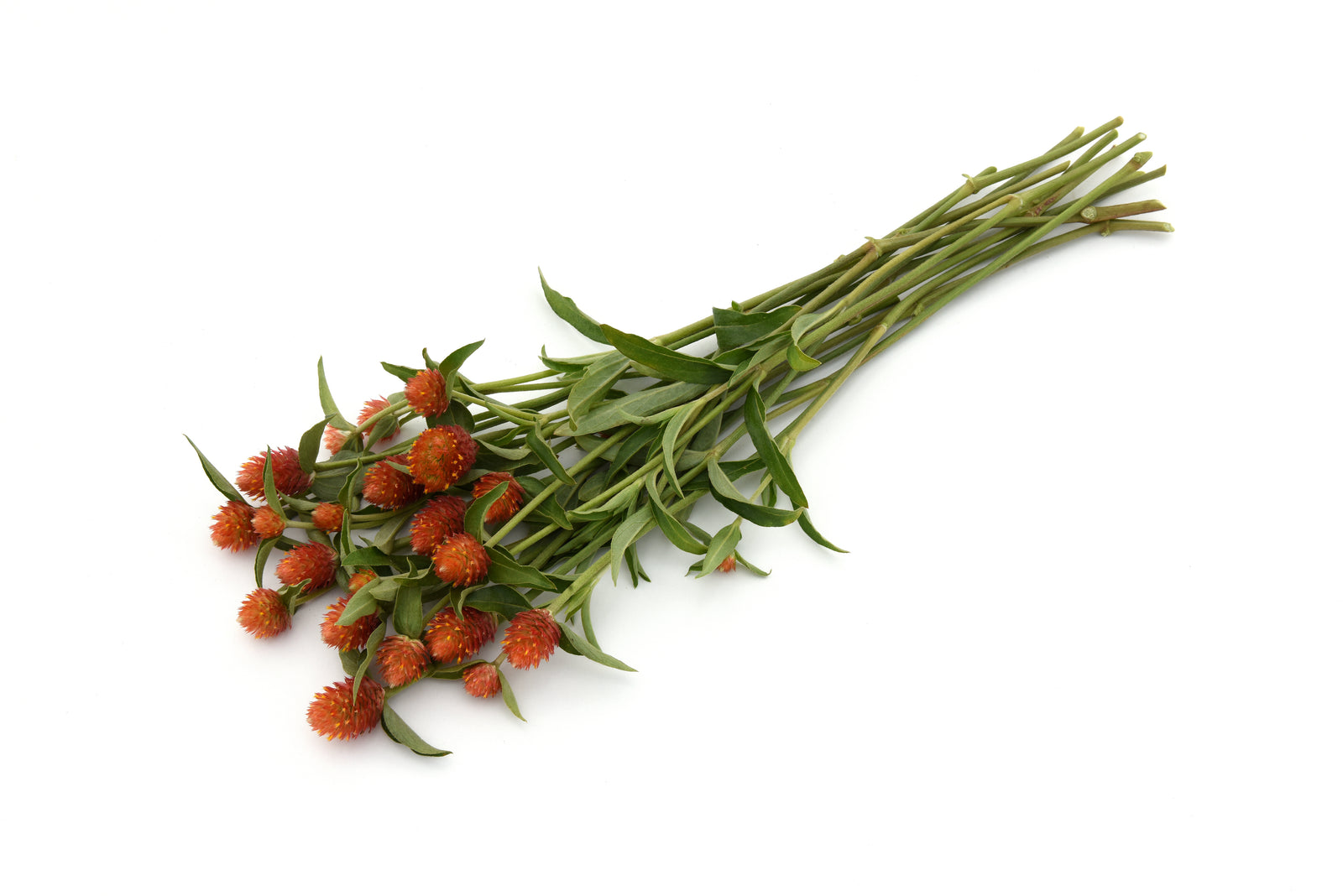 CF Gomphrena QIS Orange