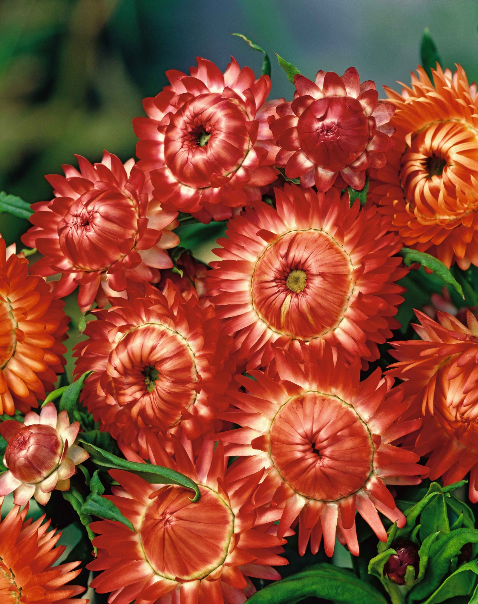 CF Helichrysum Swiss Giants Copper Red