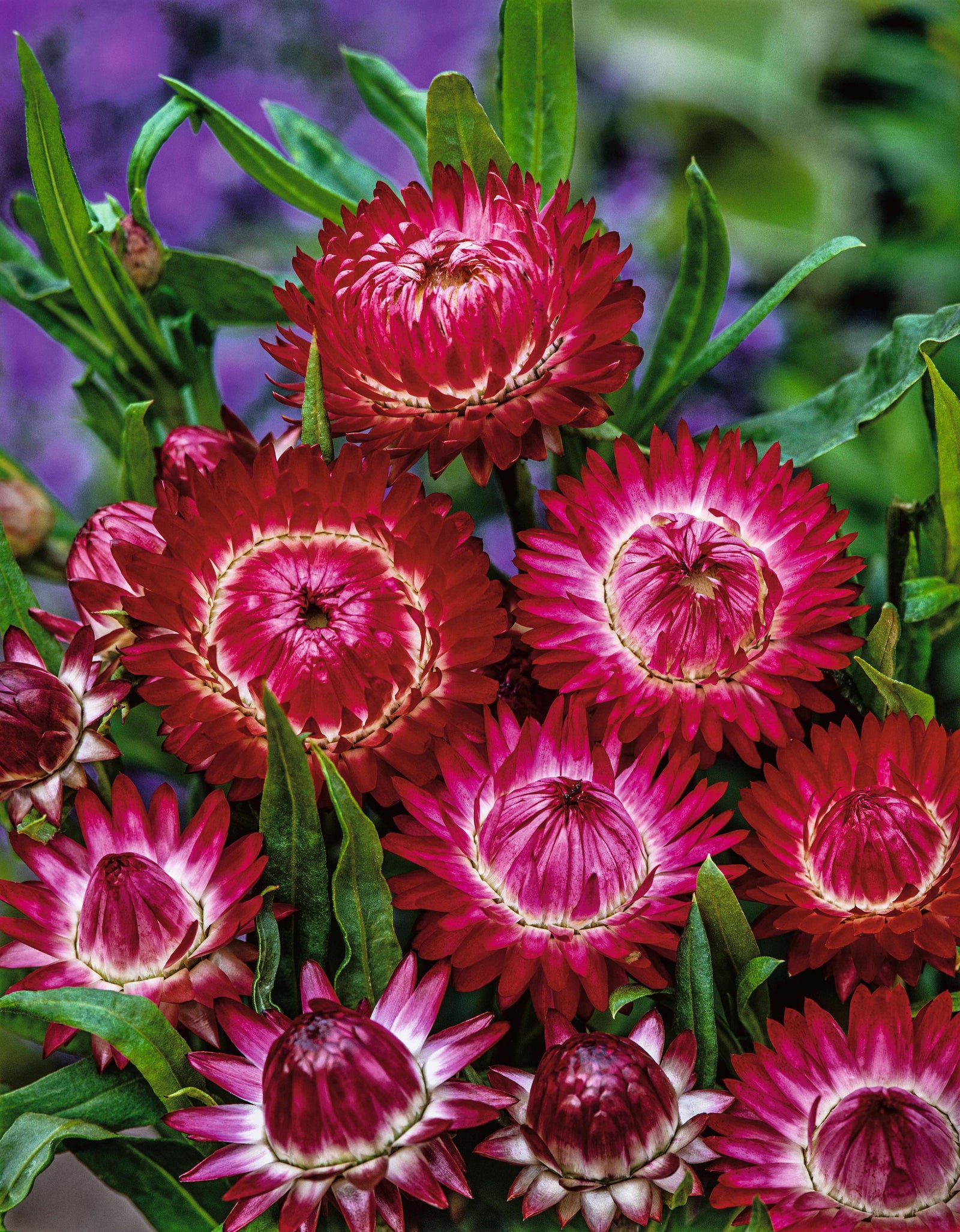 CF Helichrysum Swiss Giants Purple Red