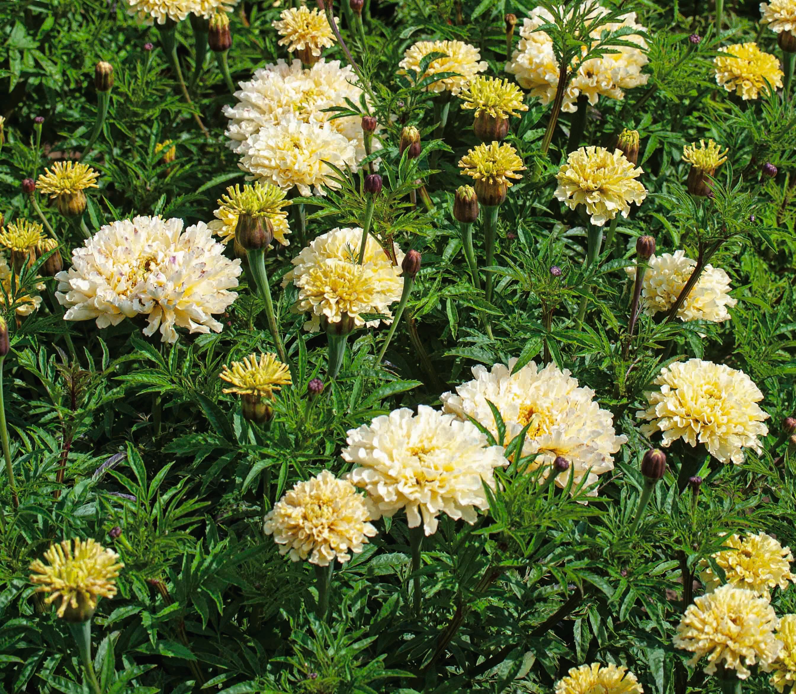 white swan marigold seeds CF Marigold White Swan – Egmont Seeds