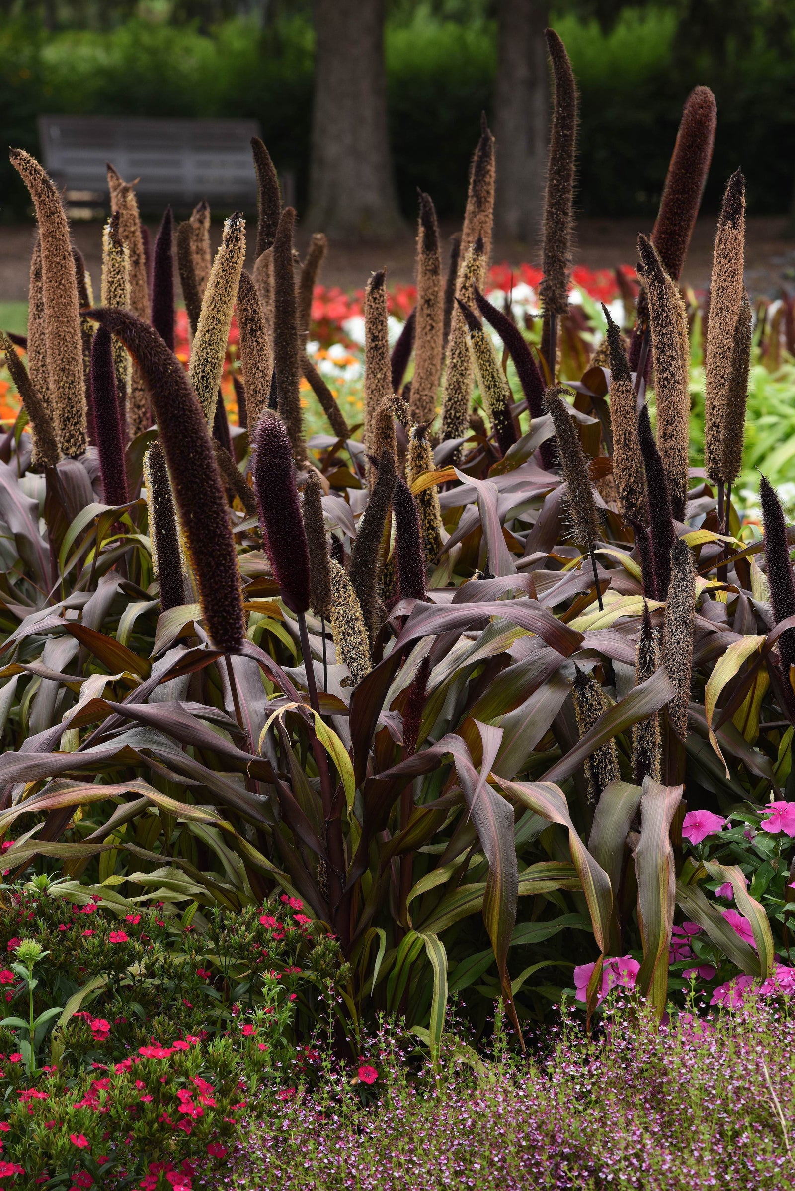 CF Millet Copper Prince (Treated Seed)