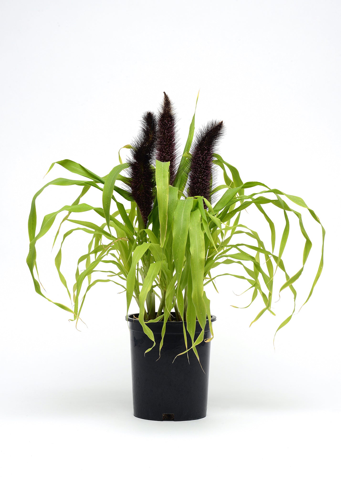 CF Millet Jade Princess (Treated Seed)