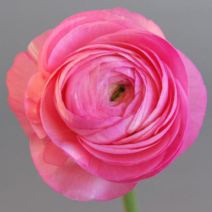 CF Ranunculus Amandine Pink (French)