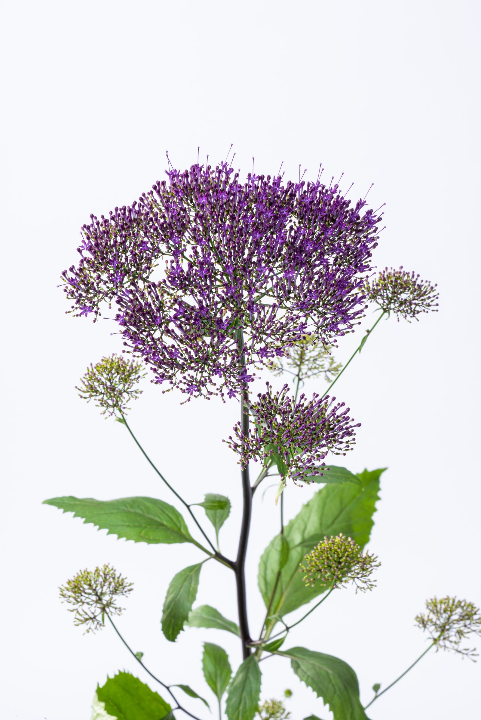 CF Trachelium Michigan Purple