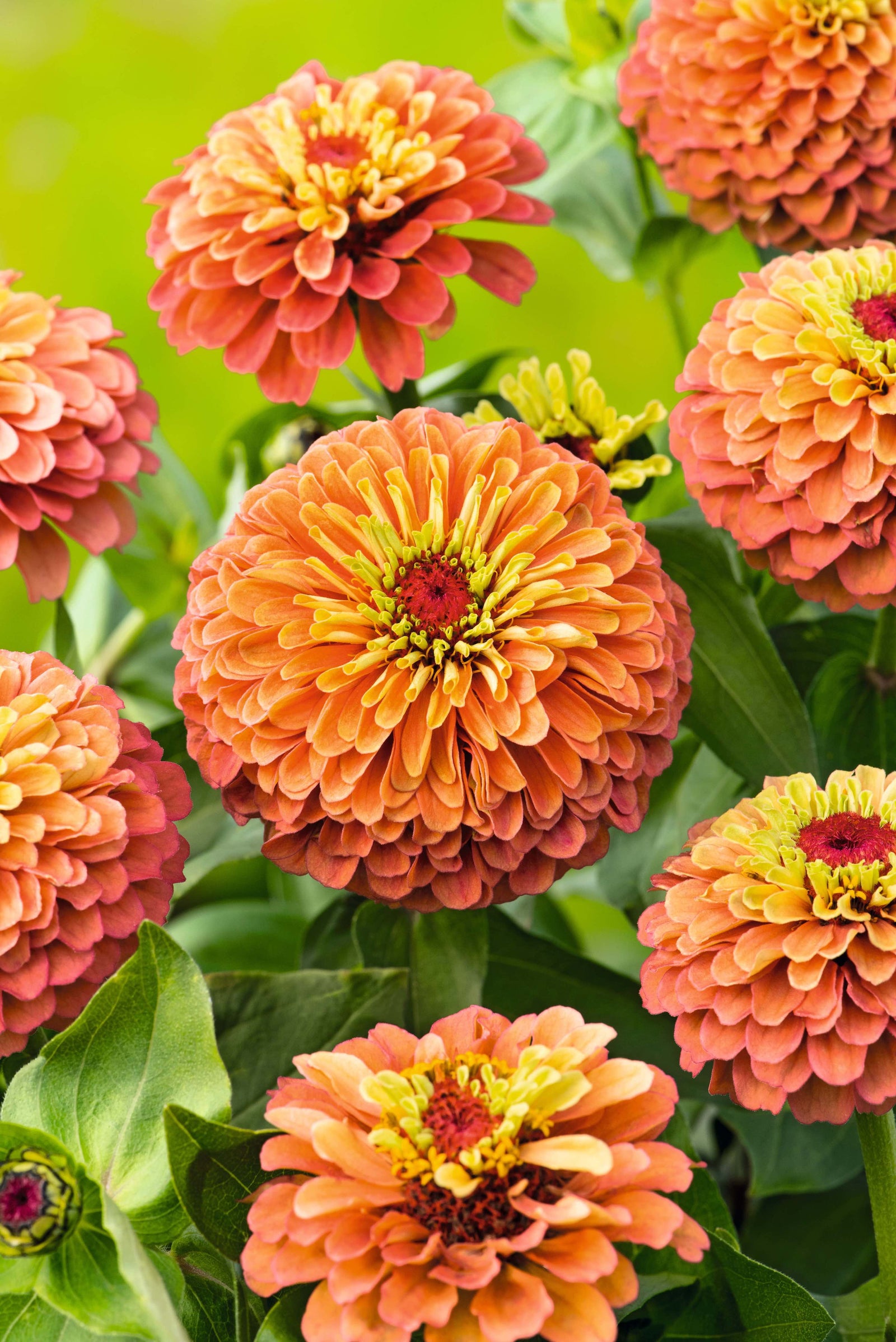 CF Zinnia Queeny Lime Orange