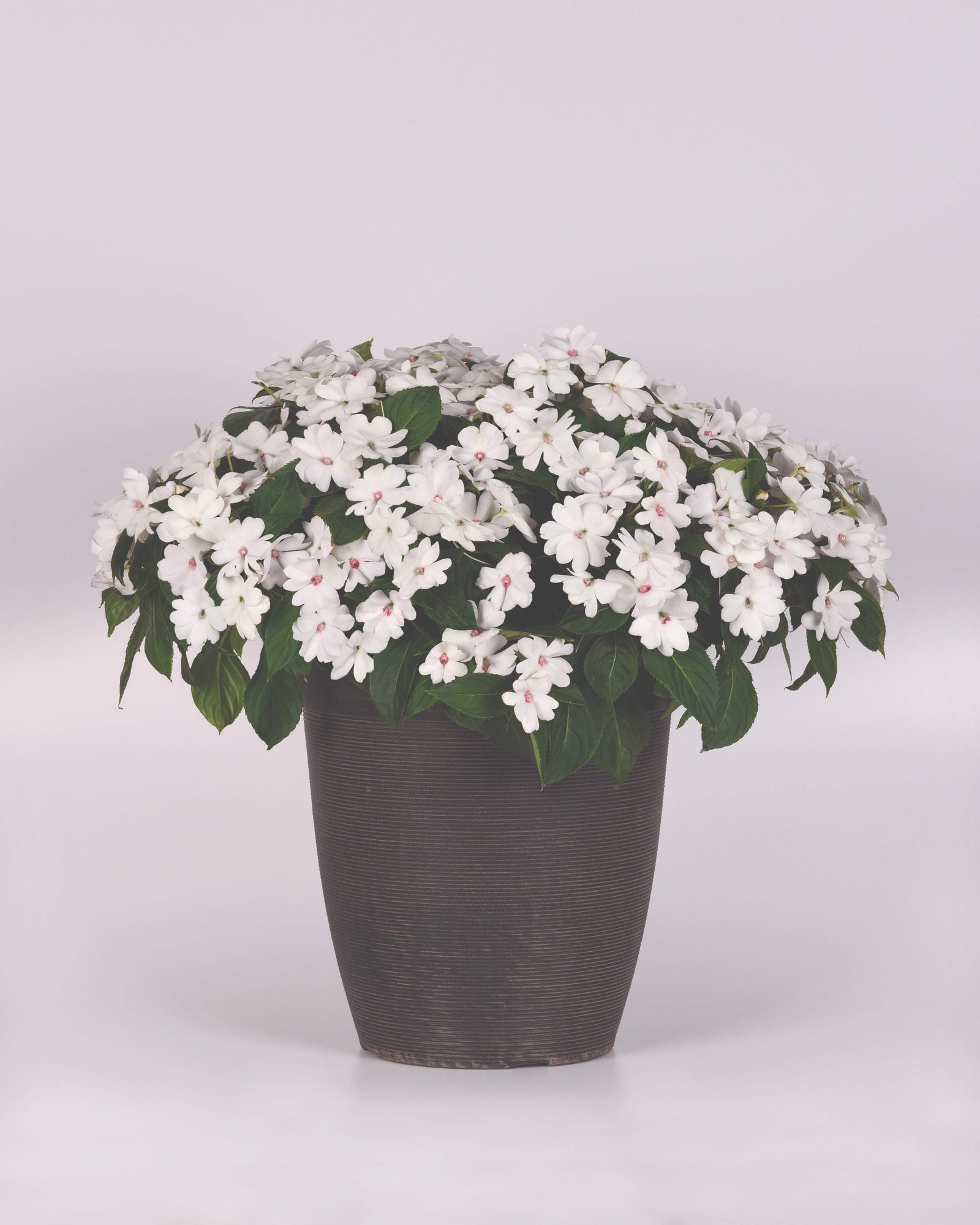 Impatiens New Guinea Solarscape White Pearl