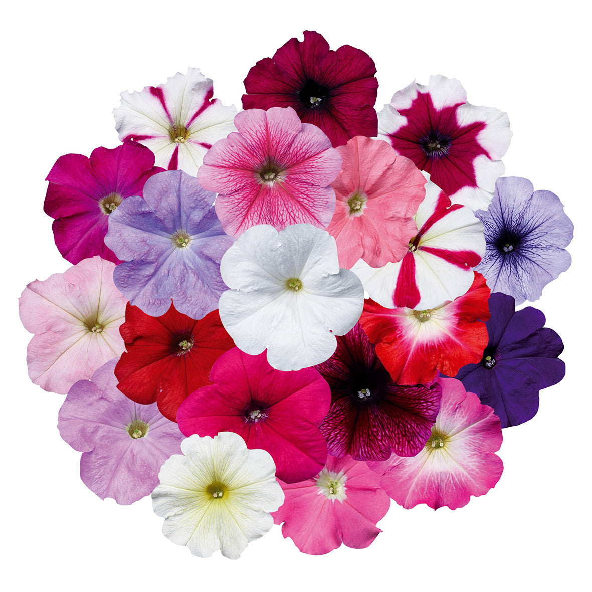 Petunia Celebrity Ice Mix Seeds – 50 Pelleted Seeds, Partial Shade, Spring Bloom