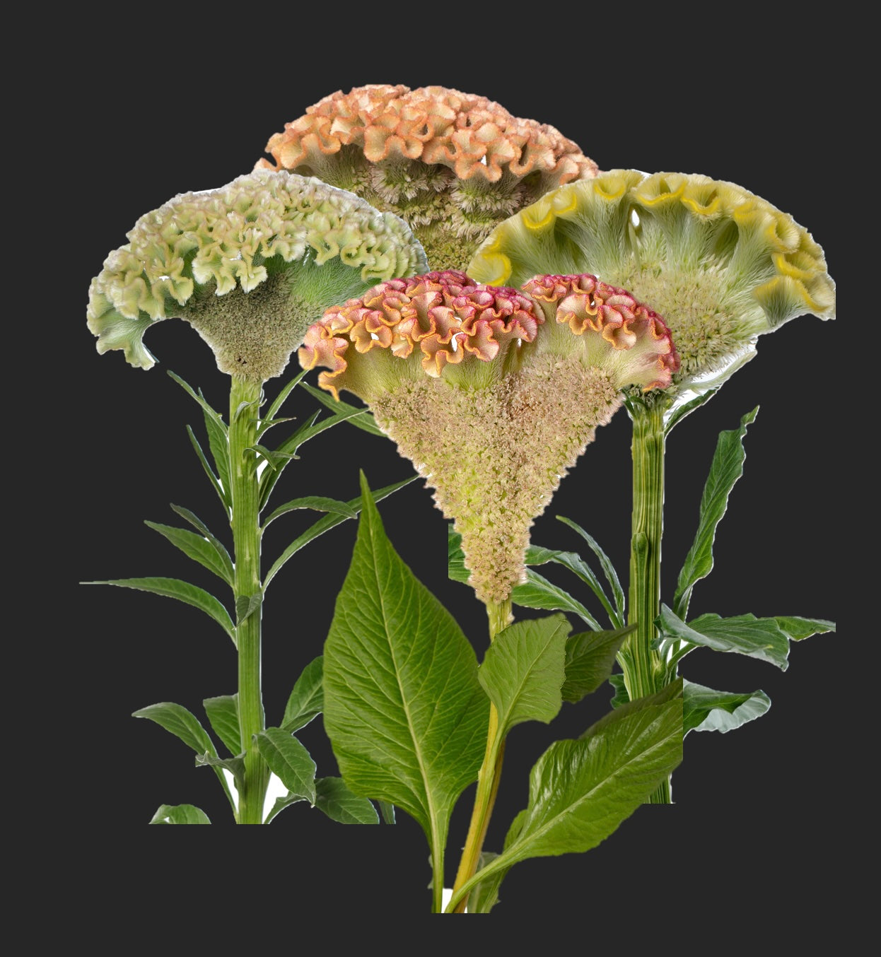 CF Celosia Sorbet Mix