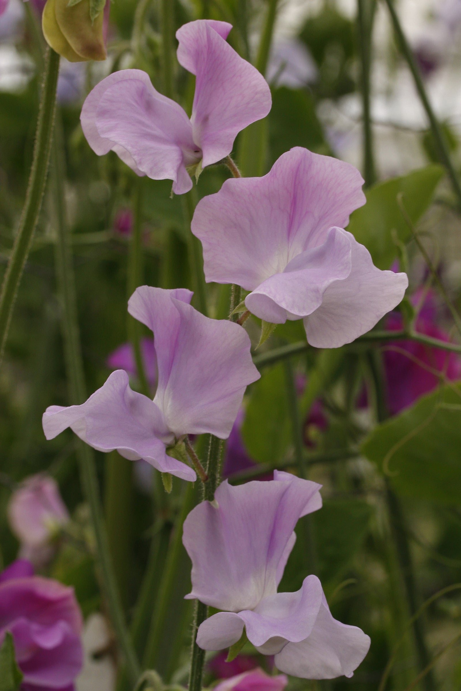 Sweet Pea Solstice Lavender