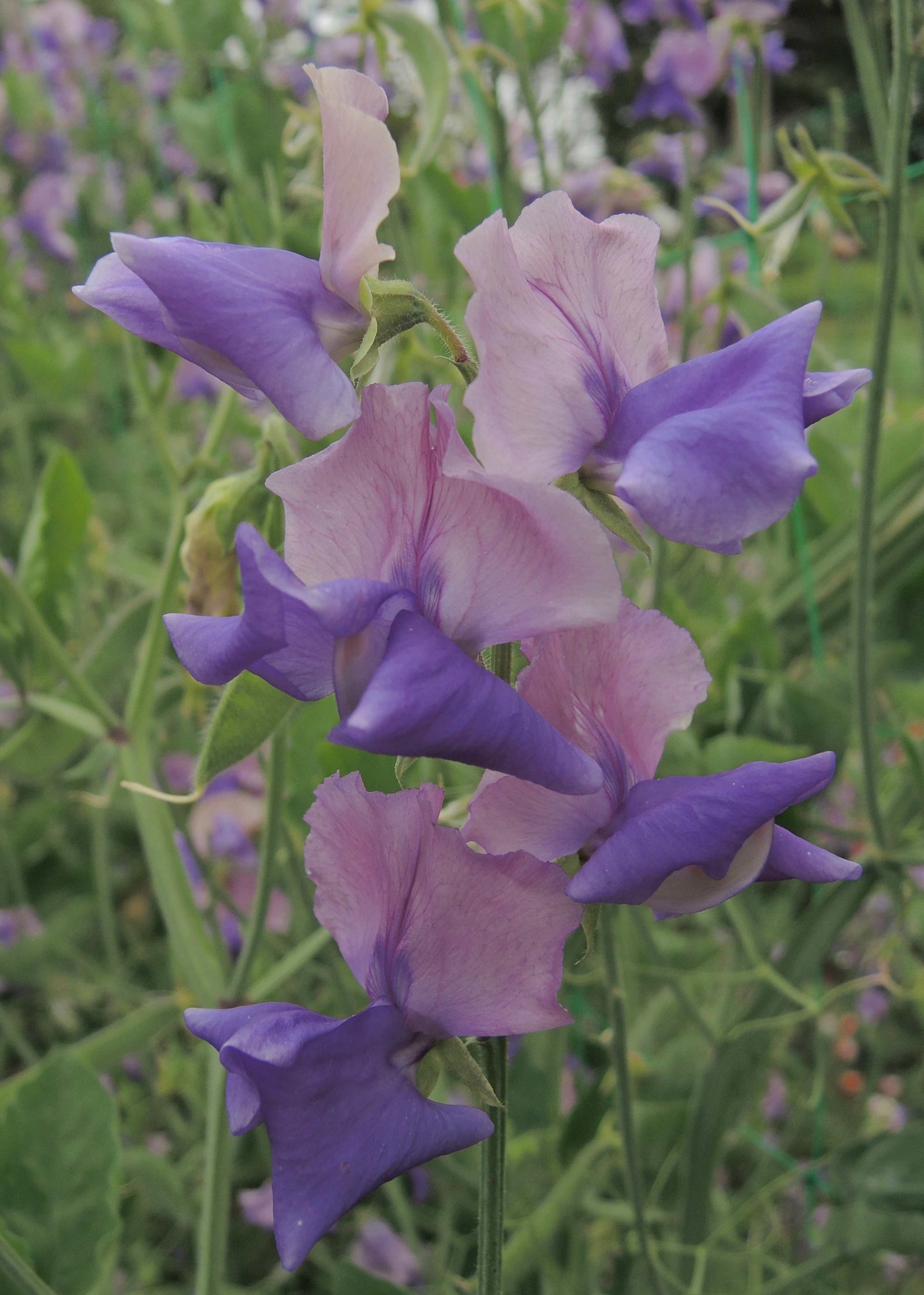 Sweet Pea Somewhere