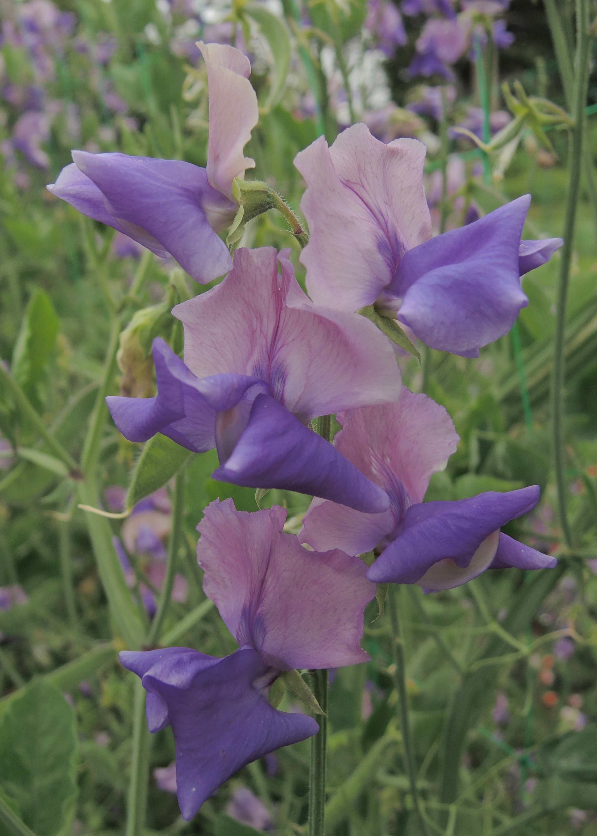 Sweet Pea Somewhere