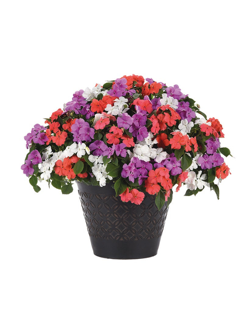 Impatiens Beacon Pearl Island Mix