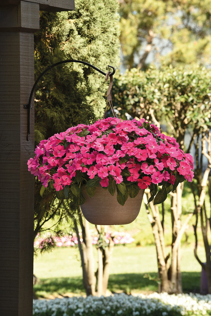 Impatiens New Guinea Solarscape Pink Jewel