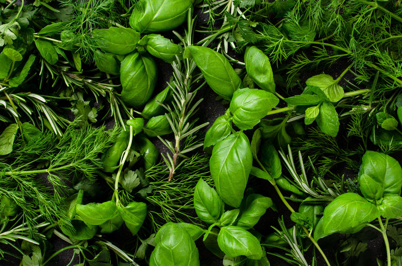 Cooking with Herbs