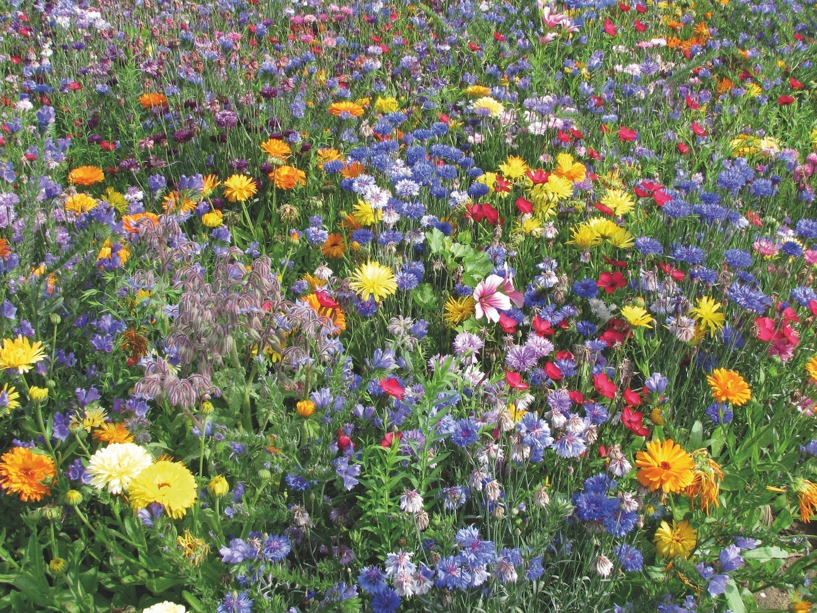 Wonderful Wildflowers