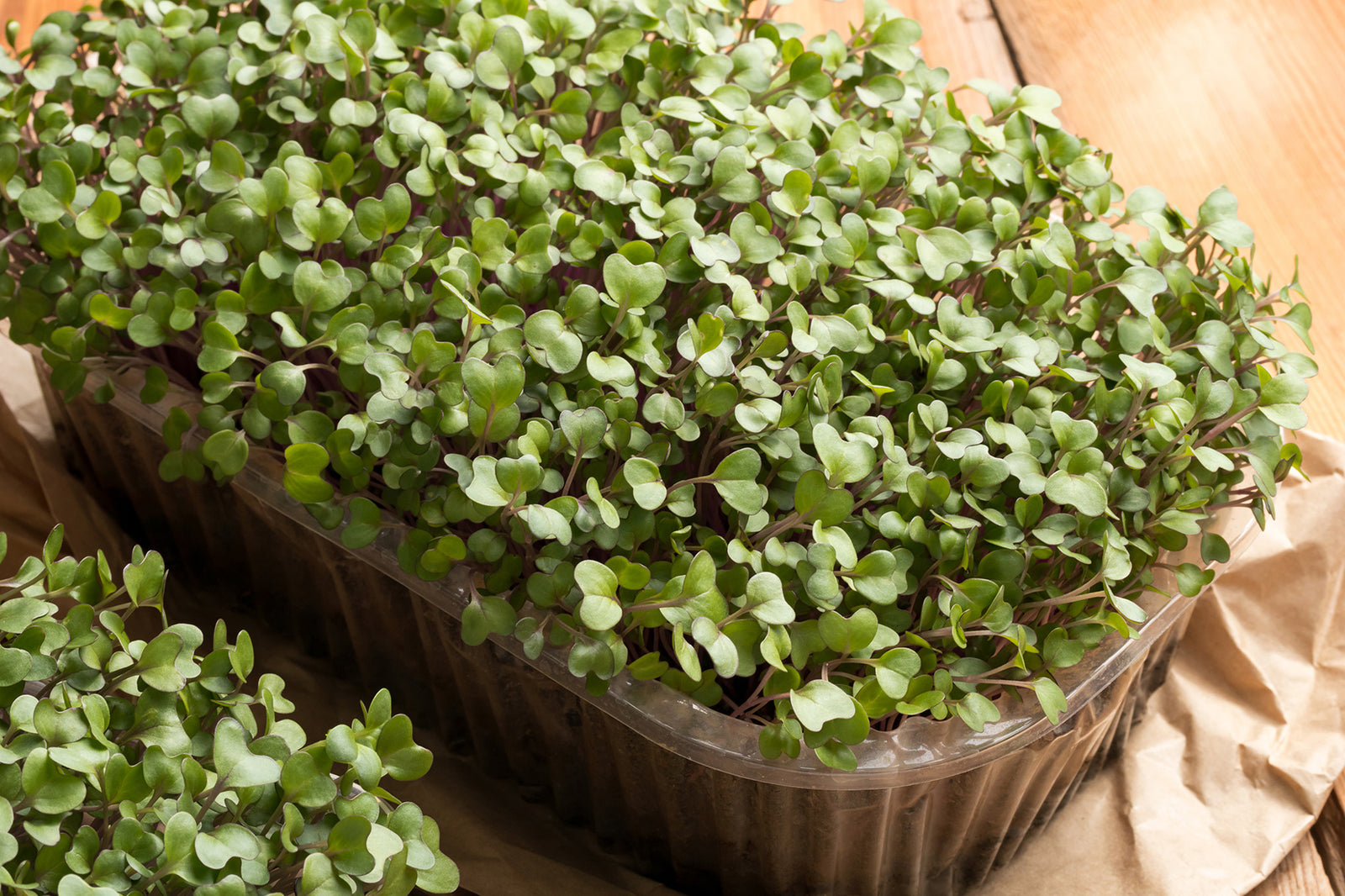 Microgreens