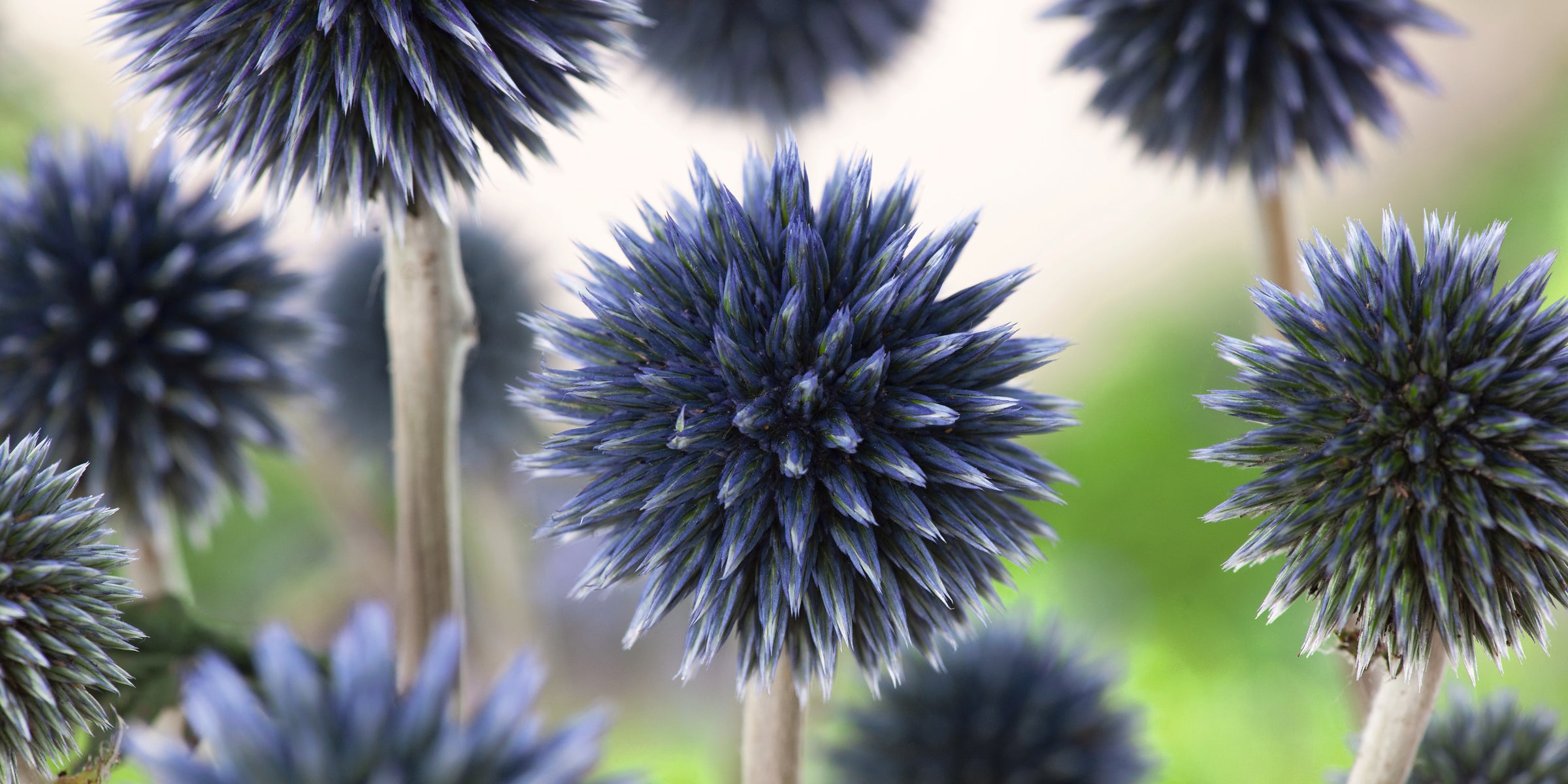 Cut Flowers