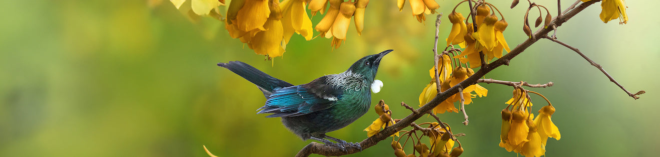 New Zealand Native Seeds | Egmont Seeds