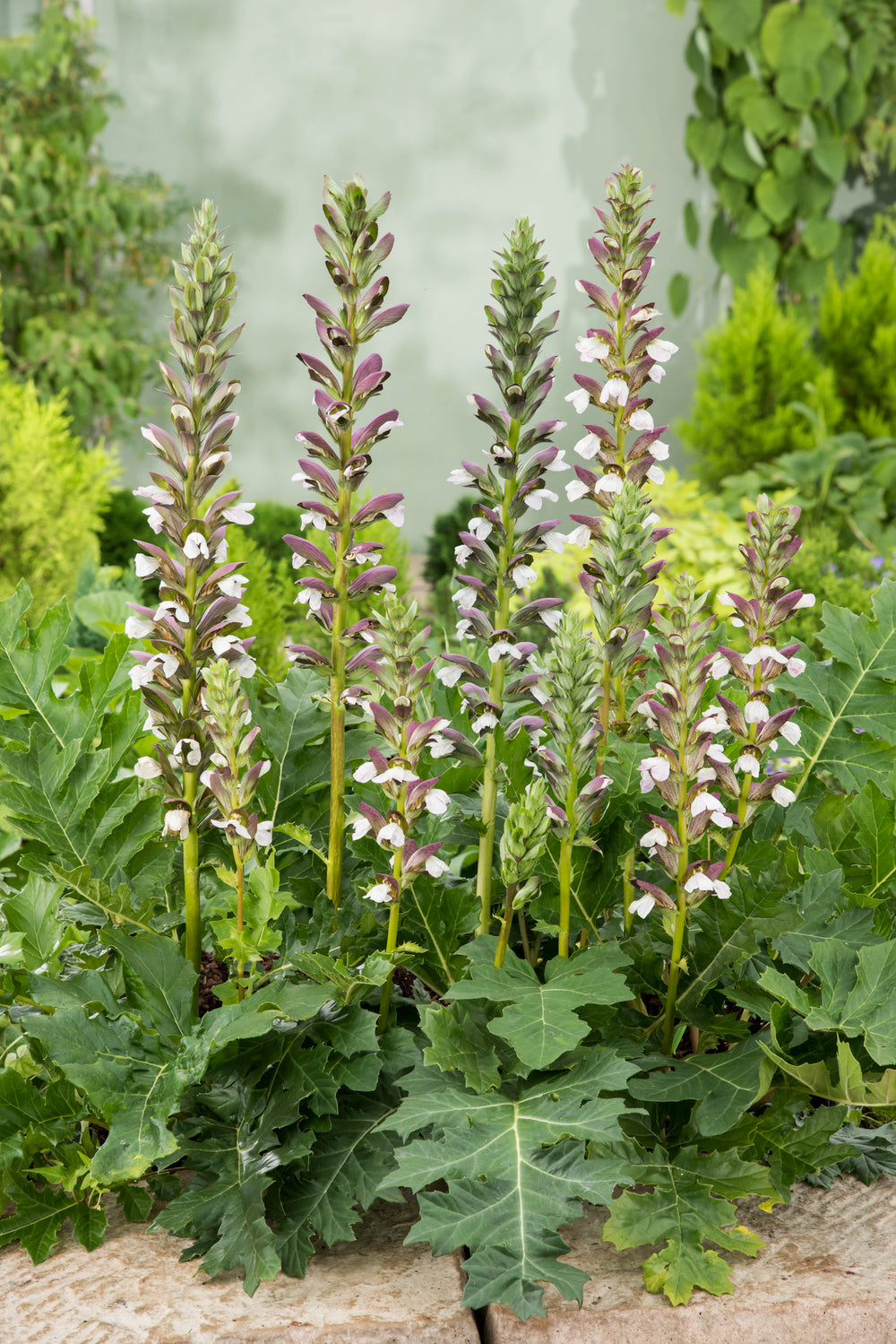 Acanthus Flower