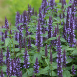 Agastache Indigo Towers