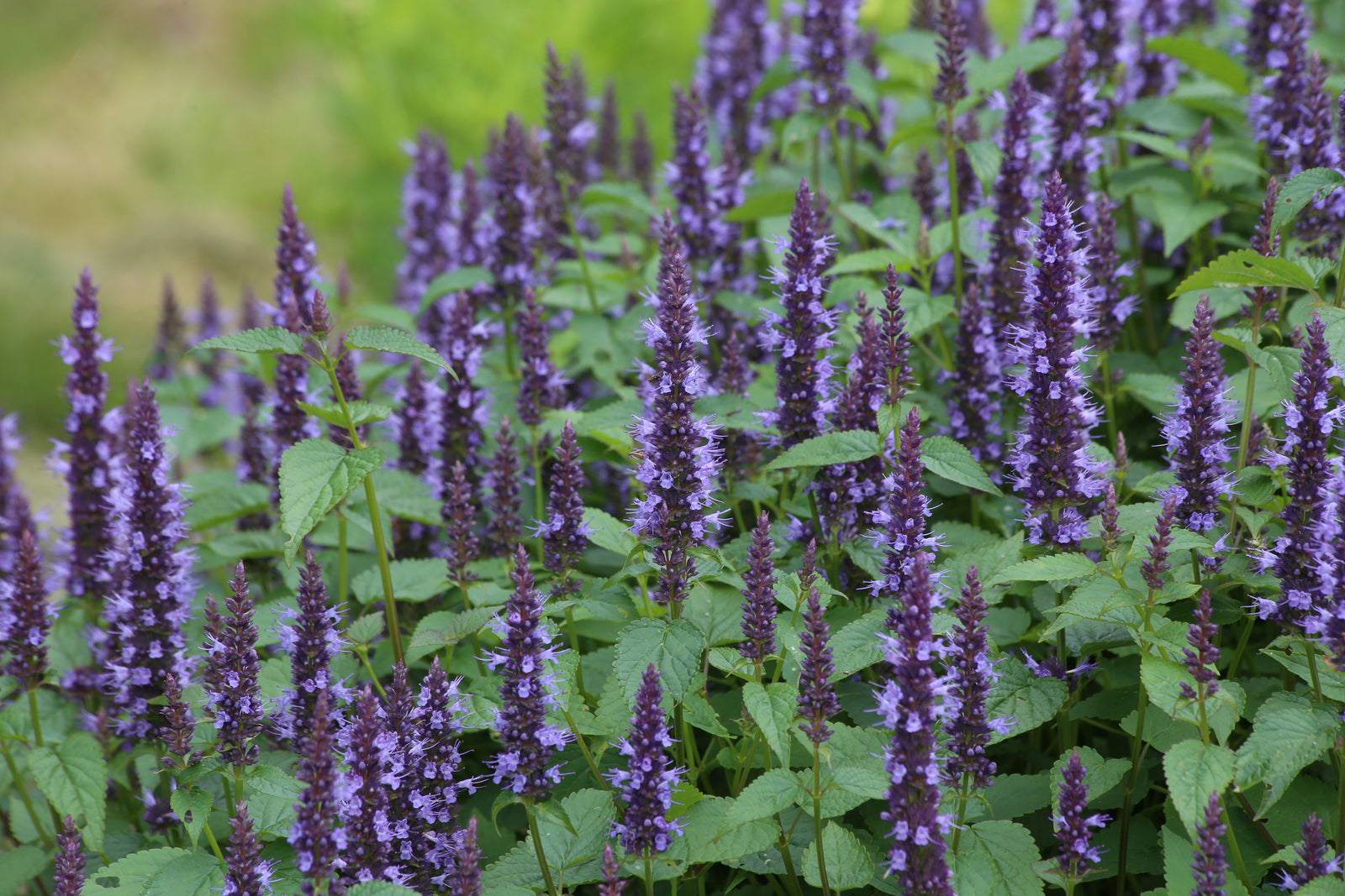 Agastache Indigo Towers