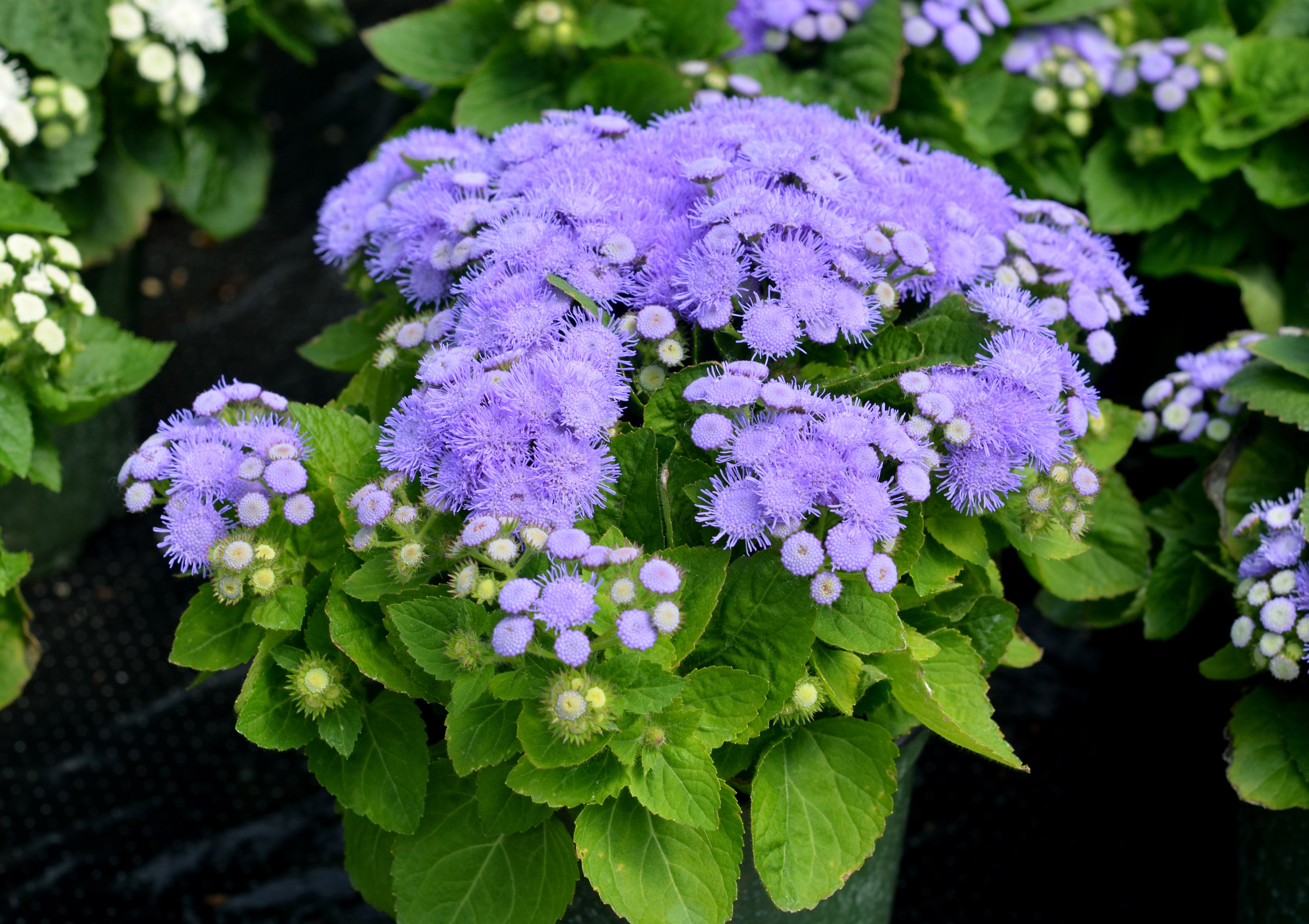 Ageratum Aloha Blue F1 Hybrid – Egmont Seeds