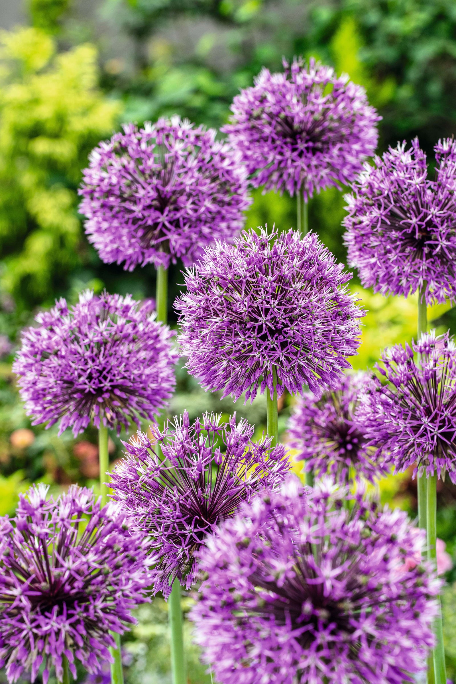 Allium Rosenbach