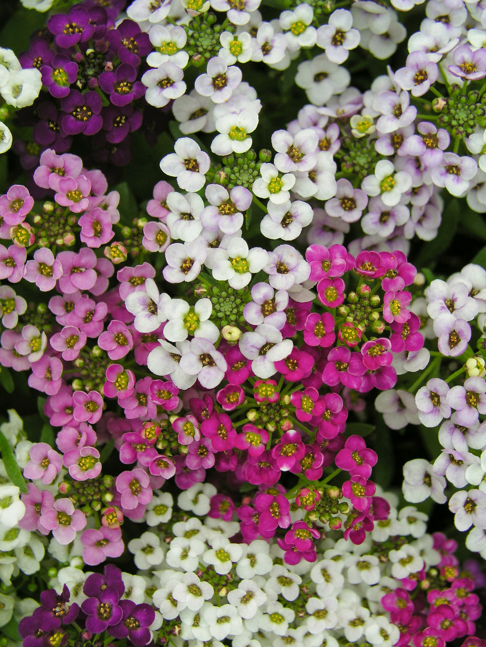 Alyssum Easter Basket Mix
Alyssum Easter Basket Mix