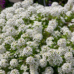 10850_FREE