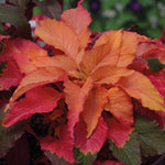 Amaranthus Carnival (Josephs Coat)