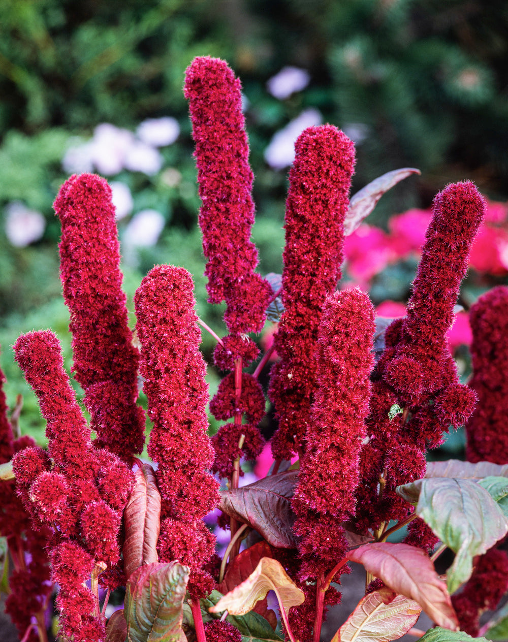 Amaranthus Tower Red