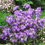 11500_FREE