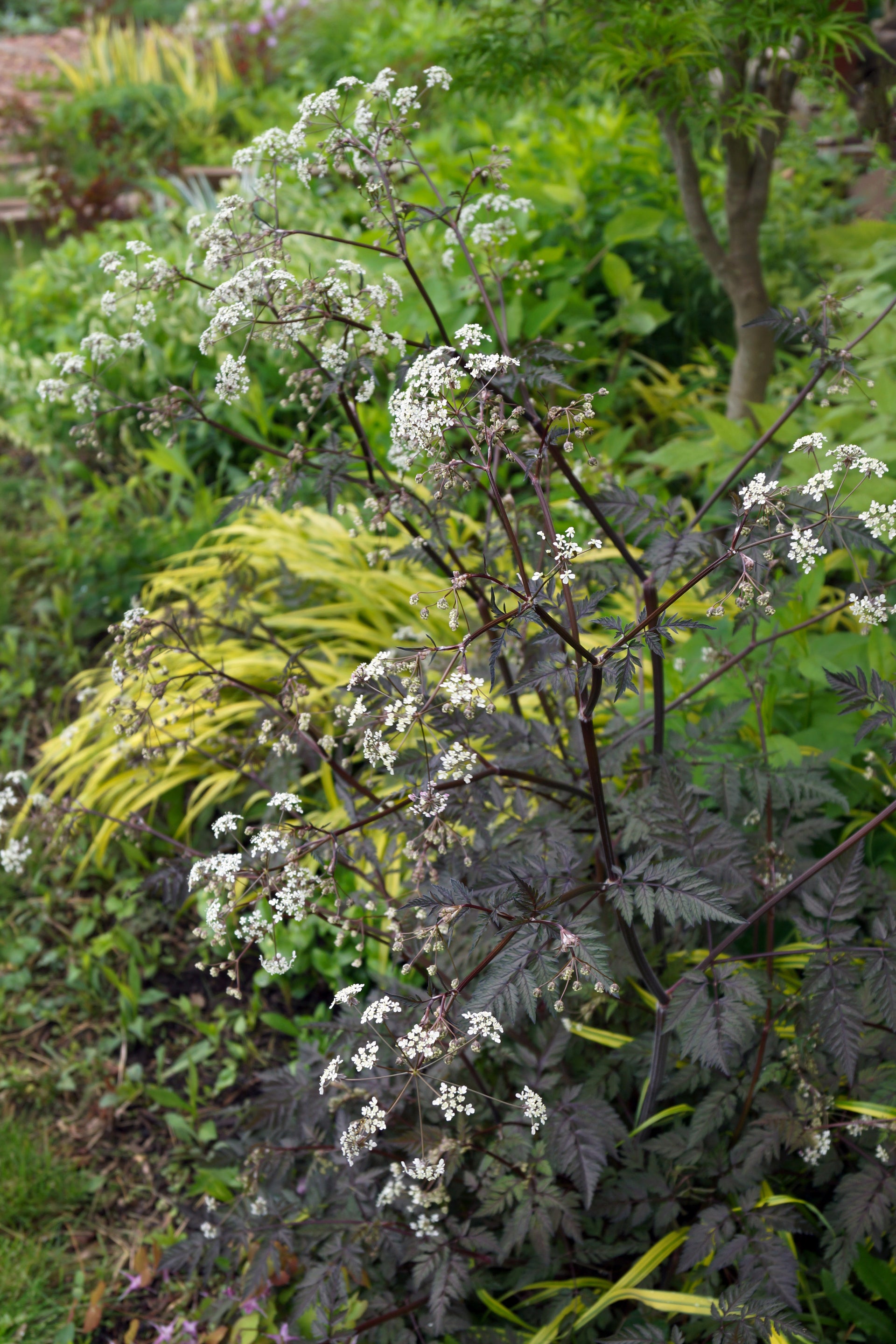 Anthriscus Ravenswing
