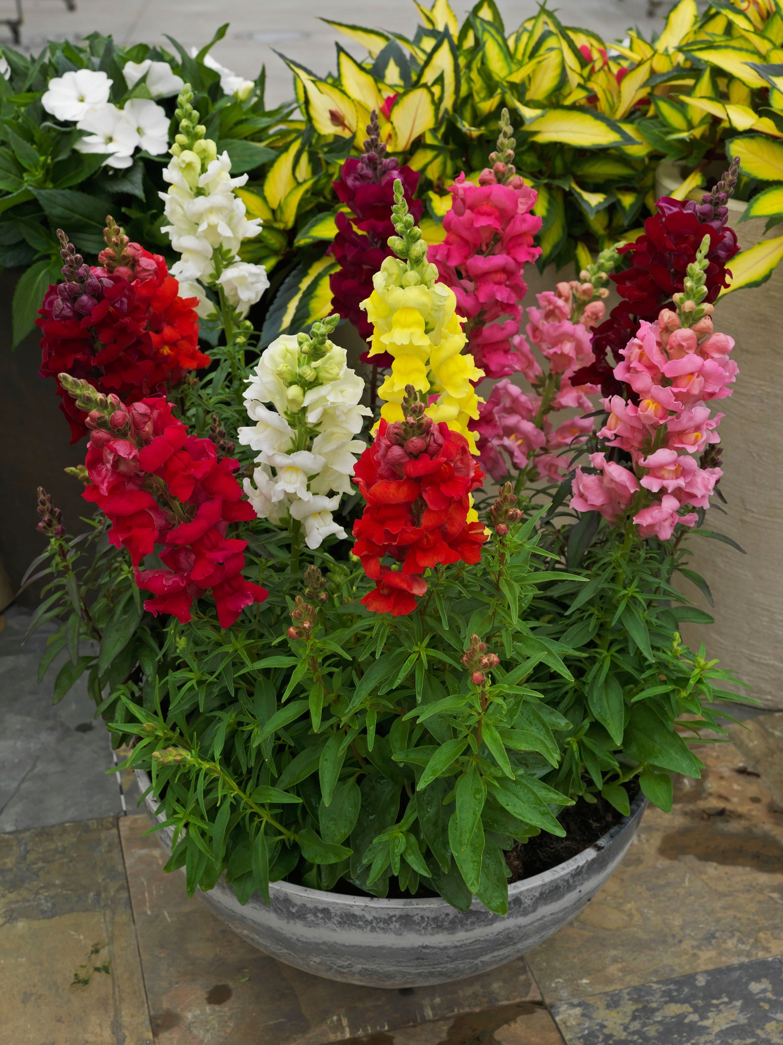 Antirrhinum Sonnet Mix