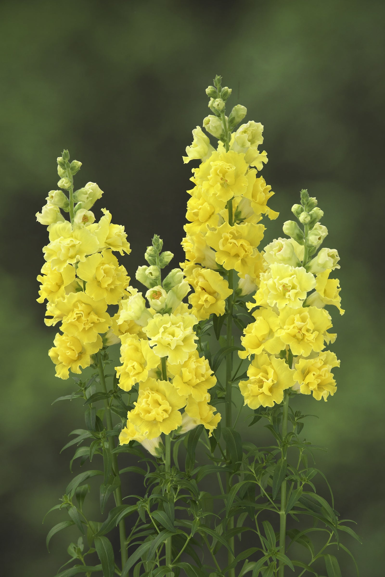 Antirrhinum Double Yellow F1 Hybrid