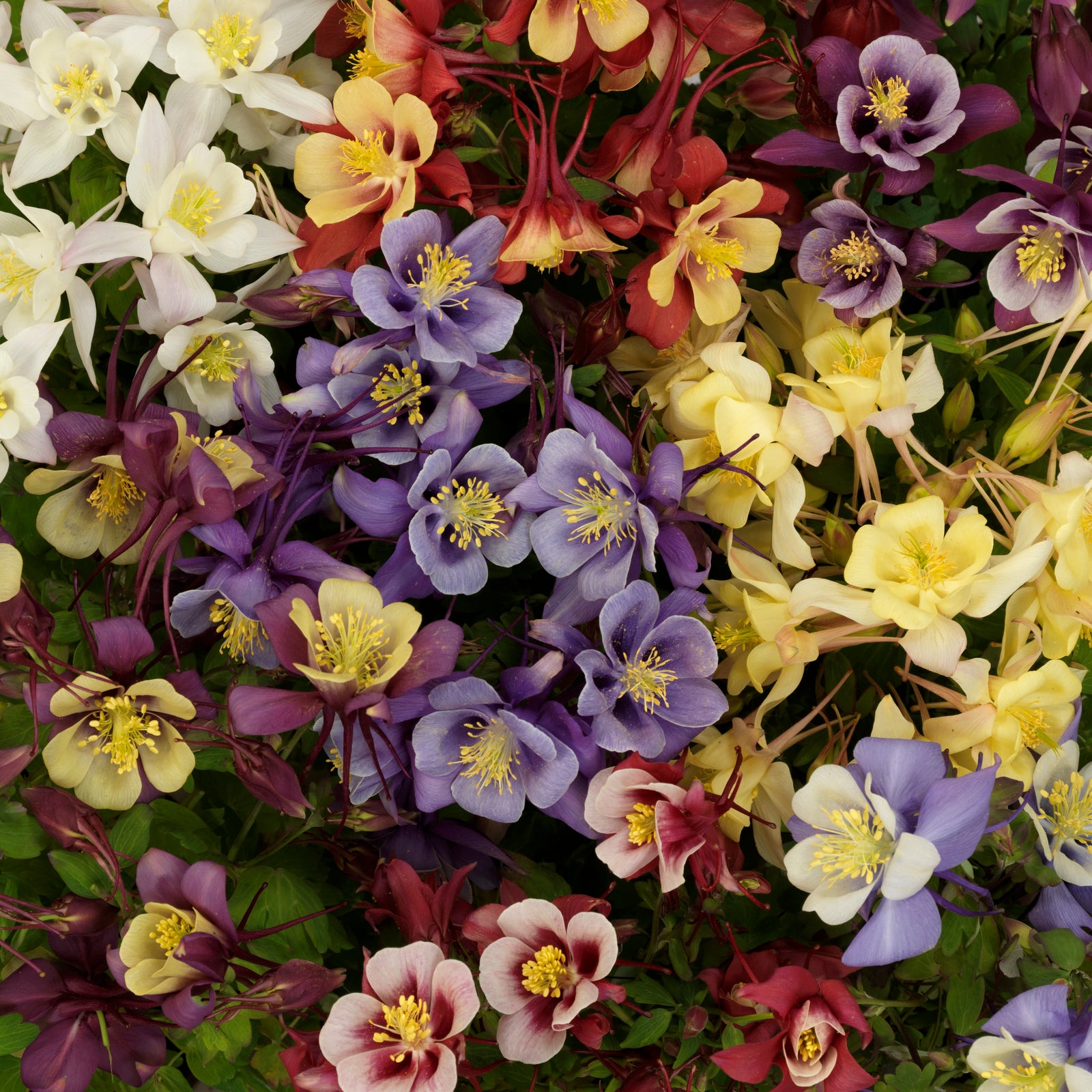 Aquilegia Earlybird Mix