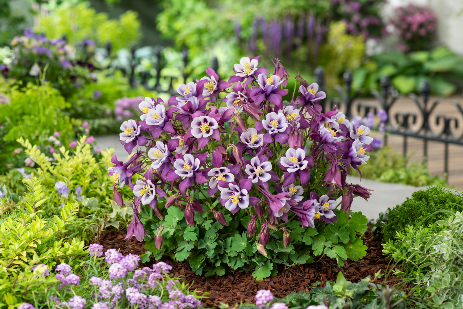 Aquilegia Earlybird Purple White