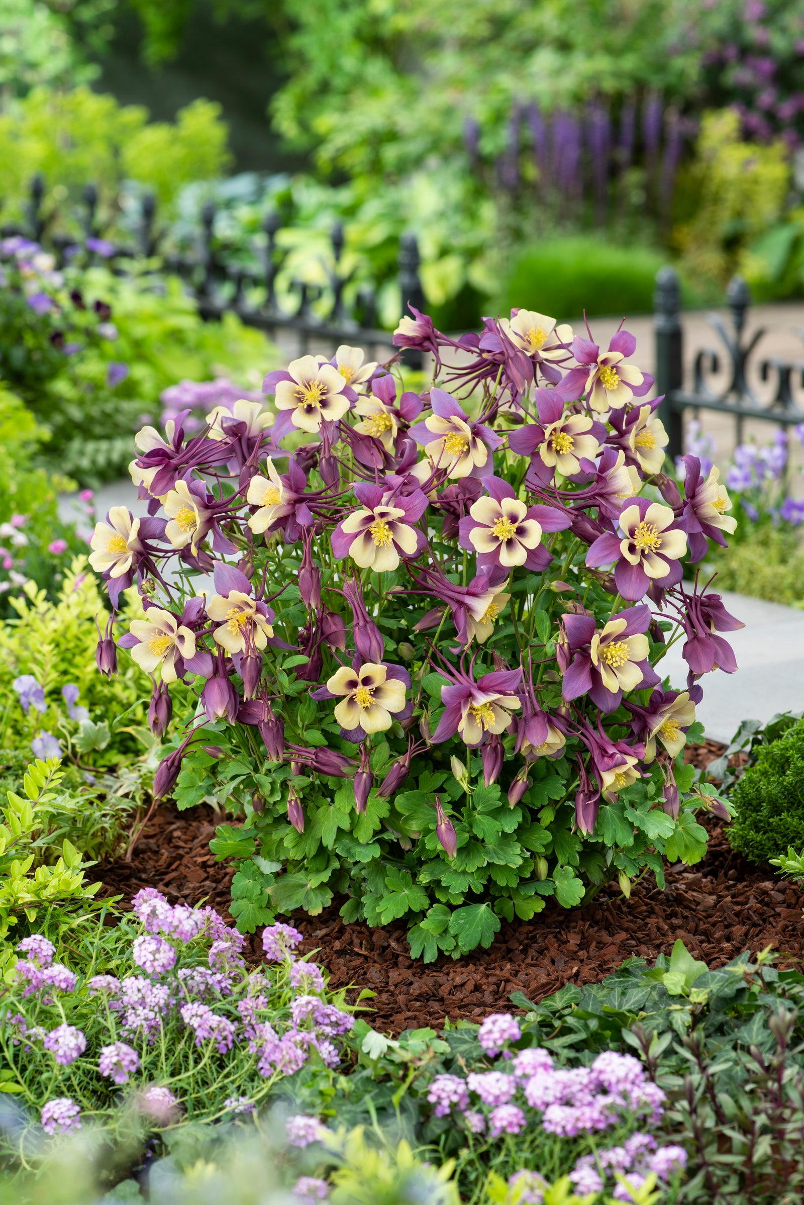 Aquilegia Earlybird Purple Yellow