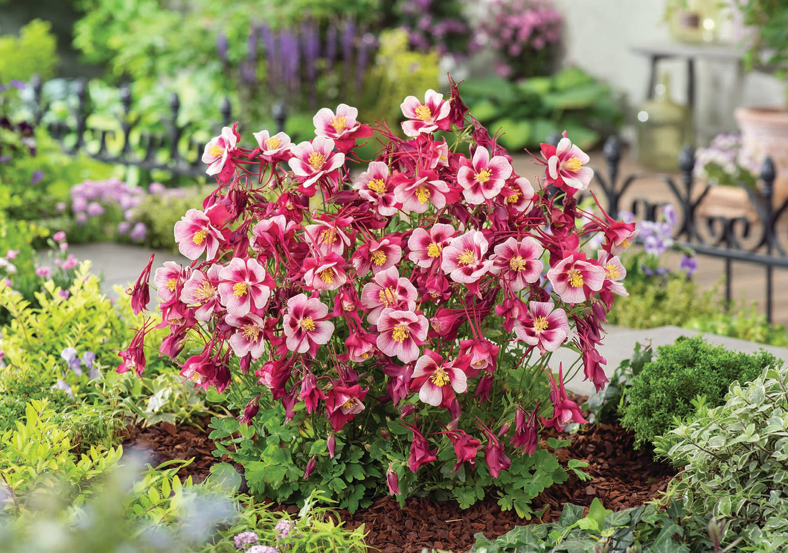 Aquilegia Earlybird Red White