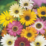 Arctotis African Daisy Mix