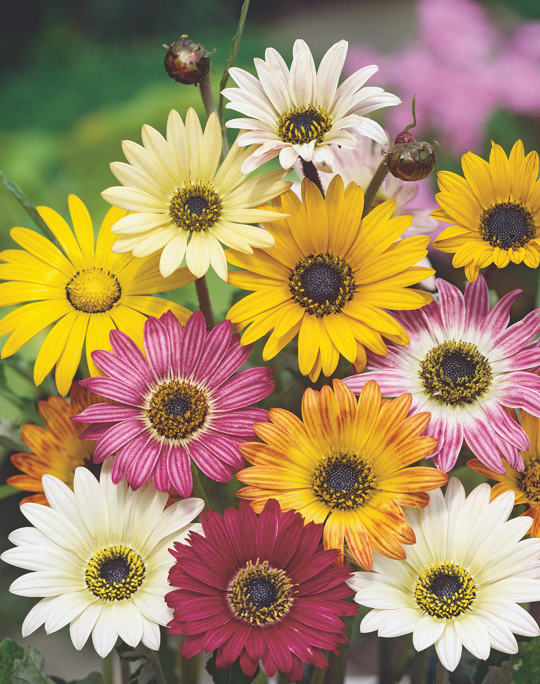 Arctotis African Daisy Mix