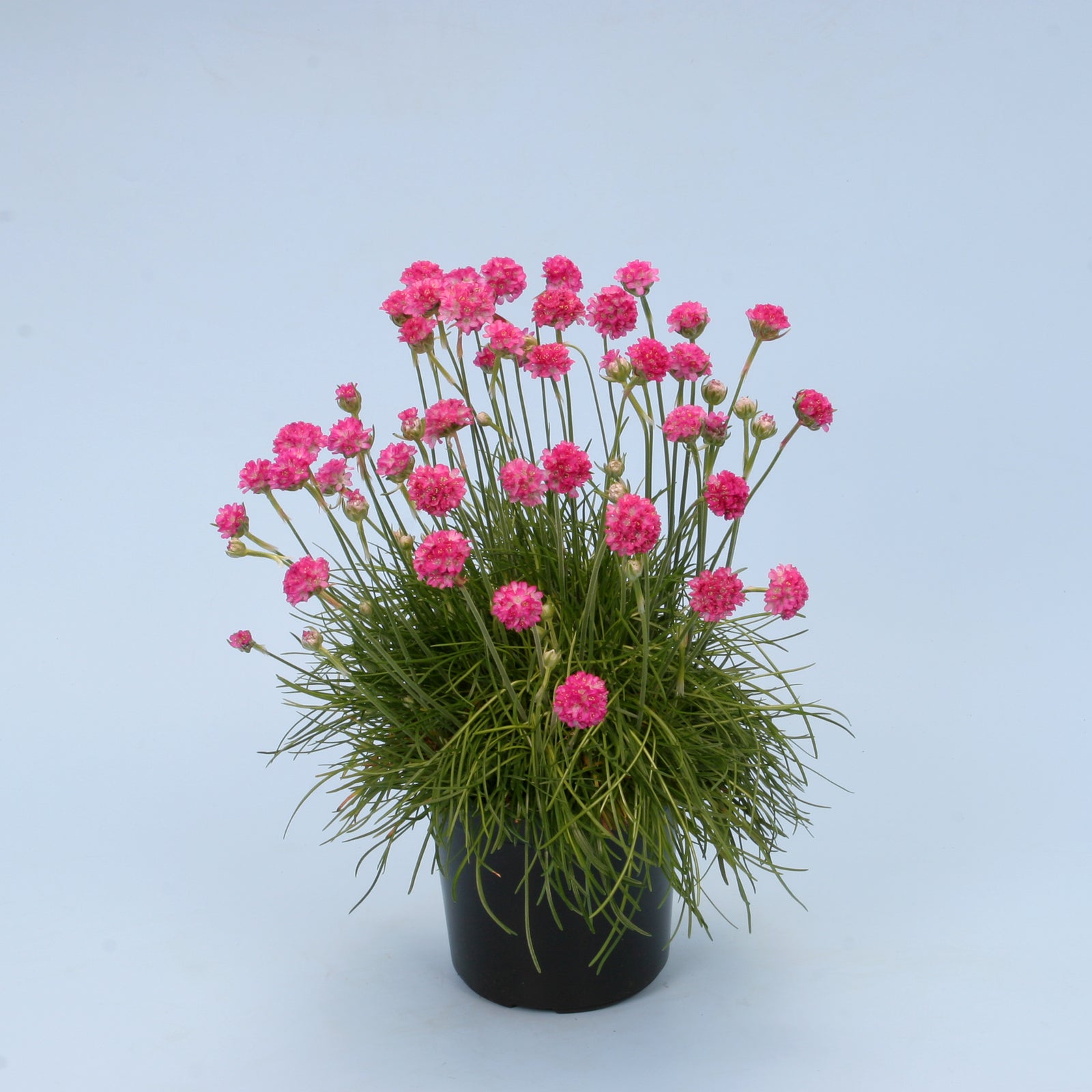 Armeria Mini Sticks Rose