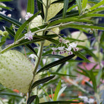 Asclepias Swan Plant