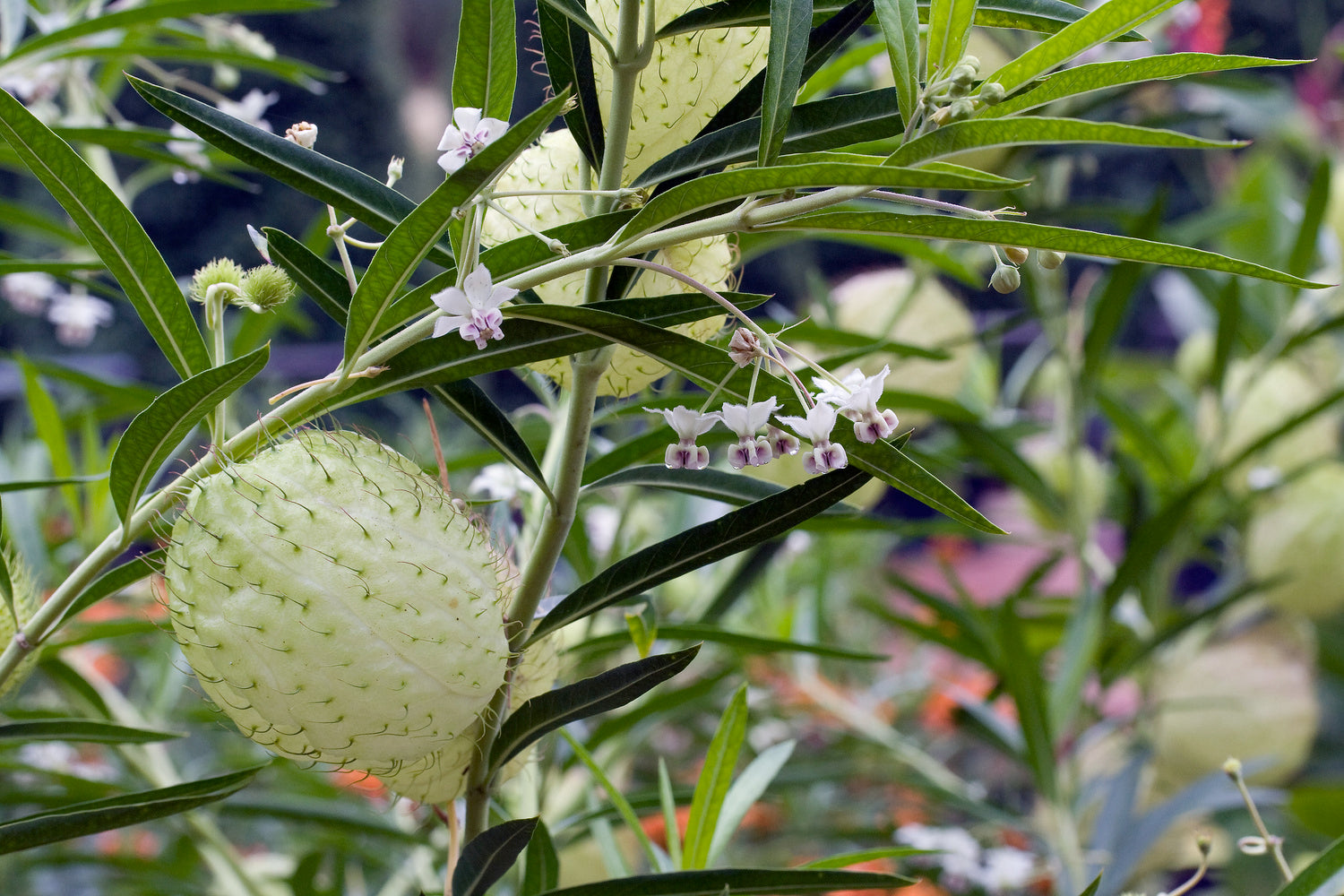 Asclepias Swan Plant