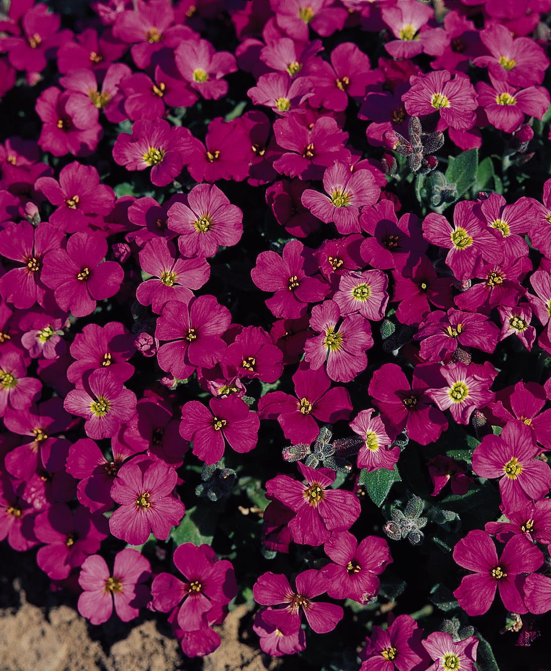 Aubrieta Royal Red